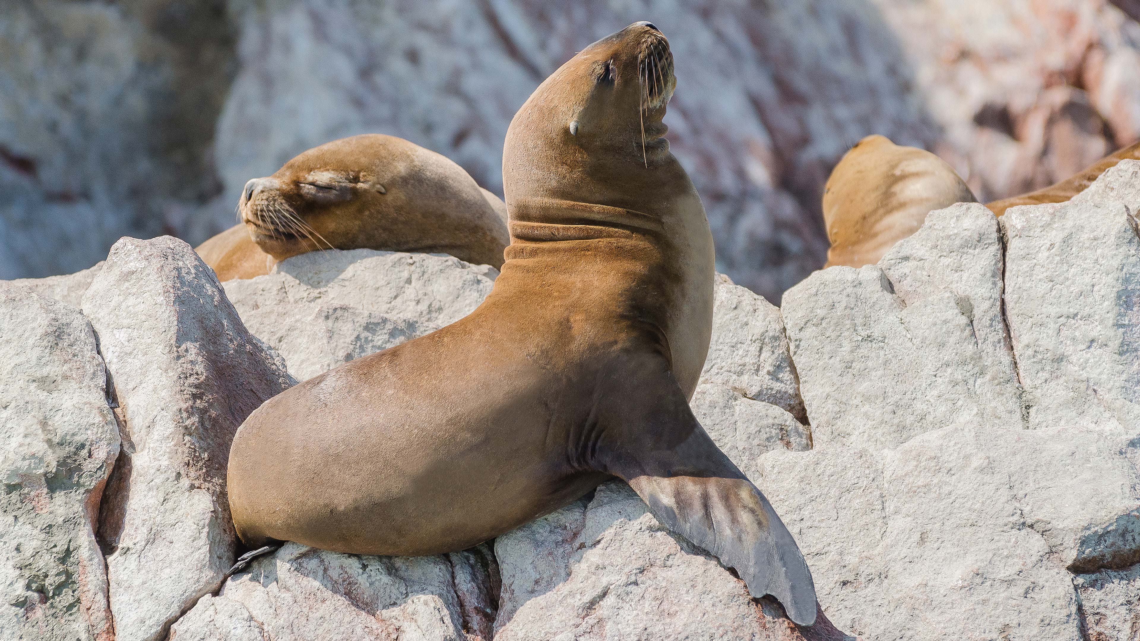 Seal